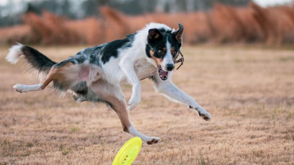 Best Sports Activities Sydney